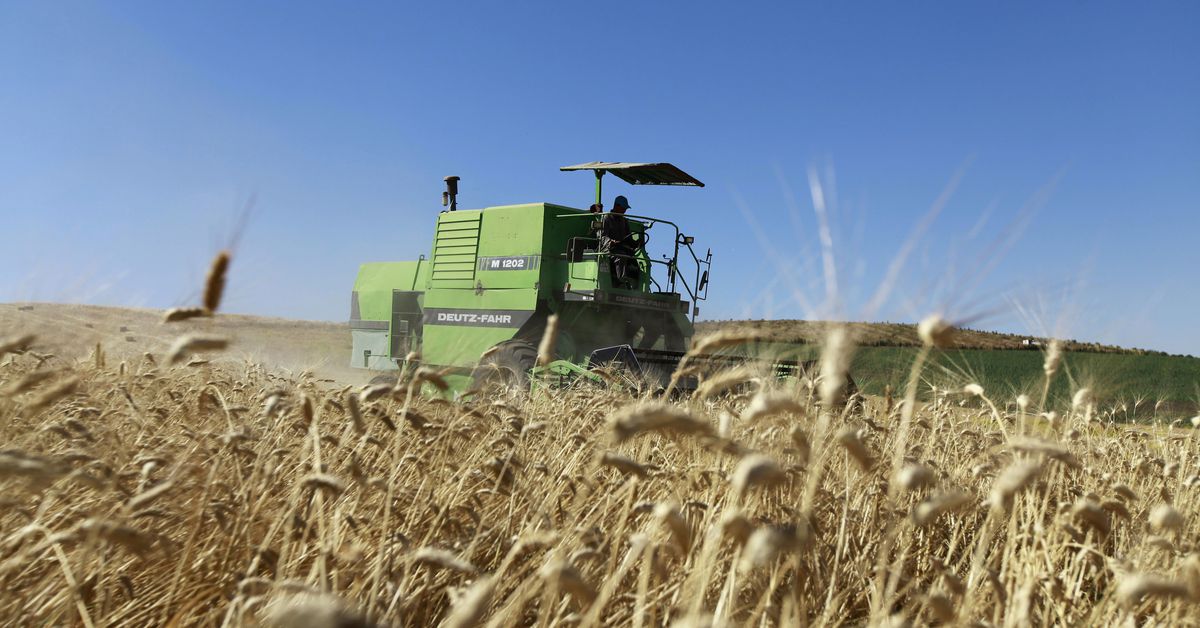 Africa could be hit hard by loss of Ukrainian grain exports, institute says